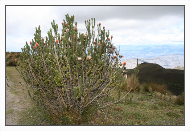 Ecuador Peru Cotopaxi Amazonas Huaraz Cordillera Blanca