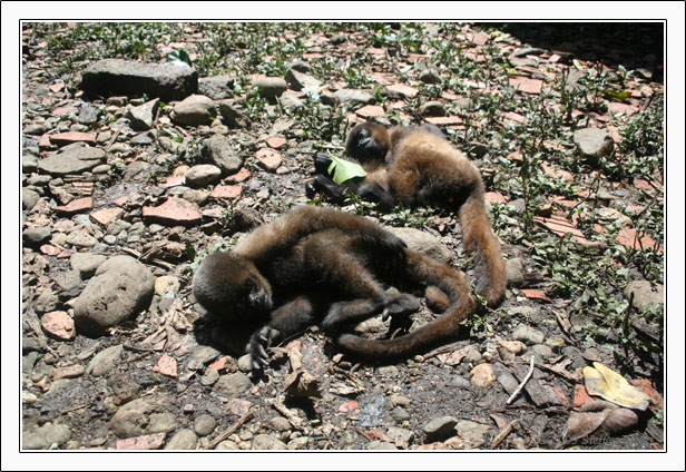 Ecuador Peru Cotopaxi Amazonas Huaraz Cordillera Blanca