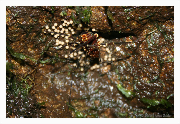 Ecuador Peru Cotopaxi Amazonas Huaraz Cordillera Blanca
