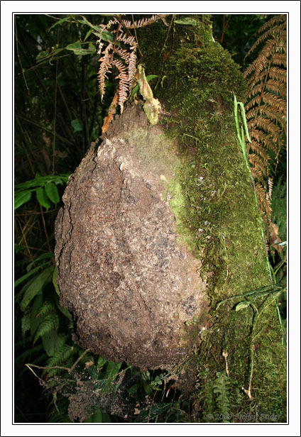 Ecuador Peru Cotopaxi Amazonas Huaraz Cordillera Blanca