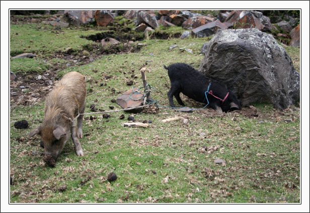 Ecuador Peru Cotopaxi Amazonas Huaraz Cordillera Blanca