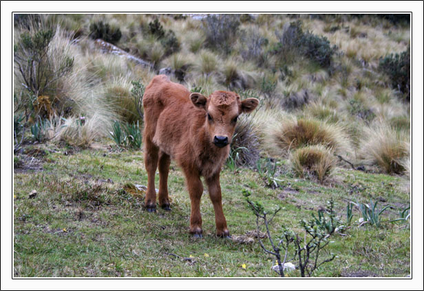 Ecuador Peru Cotopaxi Amazonas Huaraz Cordillera Blanca