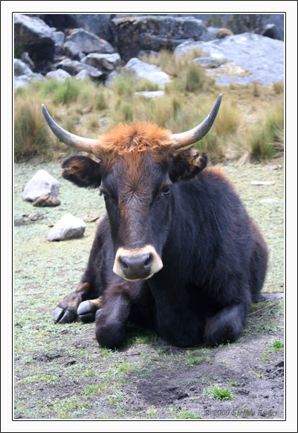 Ecuador Peru Cotopaxi Amazonas Huaraz Cordillera Blanca