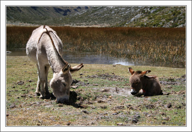 Ecuador Peru Cotopaxi Amazonas Huaraz Cordillera Blanca