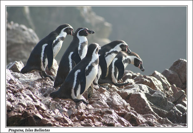 Peru Inka Anden Fotos Bilder Reiseberichte Pisco Islas Ballestas
