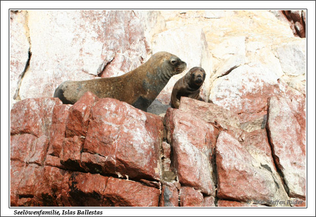 Peru Inka Anden Fotos Bilder Reiseberichte Pisco Islas Ballestas