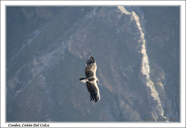 Peru Inka Anden Fotos Bilder Reiseberichte Colca-Canyon Condor Chivay Cabanaconde