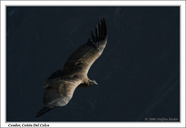 Peru Inka Anden Fotos Bilder Reiseberichte Colca-Canyon Condor Chivay Cabanaconde