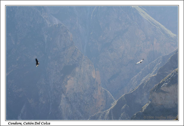 Peru Inka Anden Fotos Bilder Reiseberichte Colca-Canyon Condor Chivay Cabanaconde